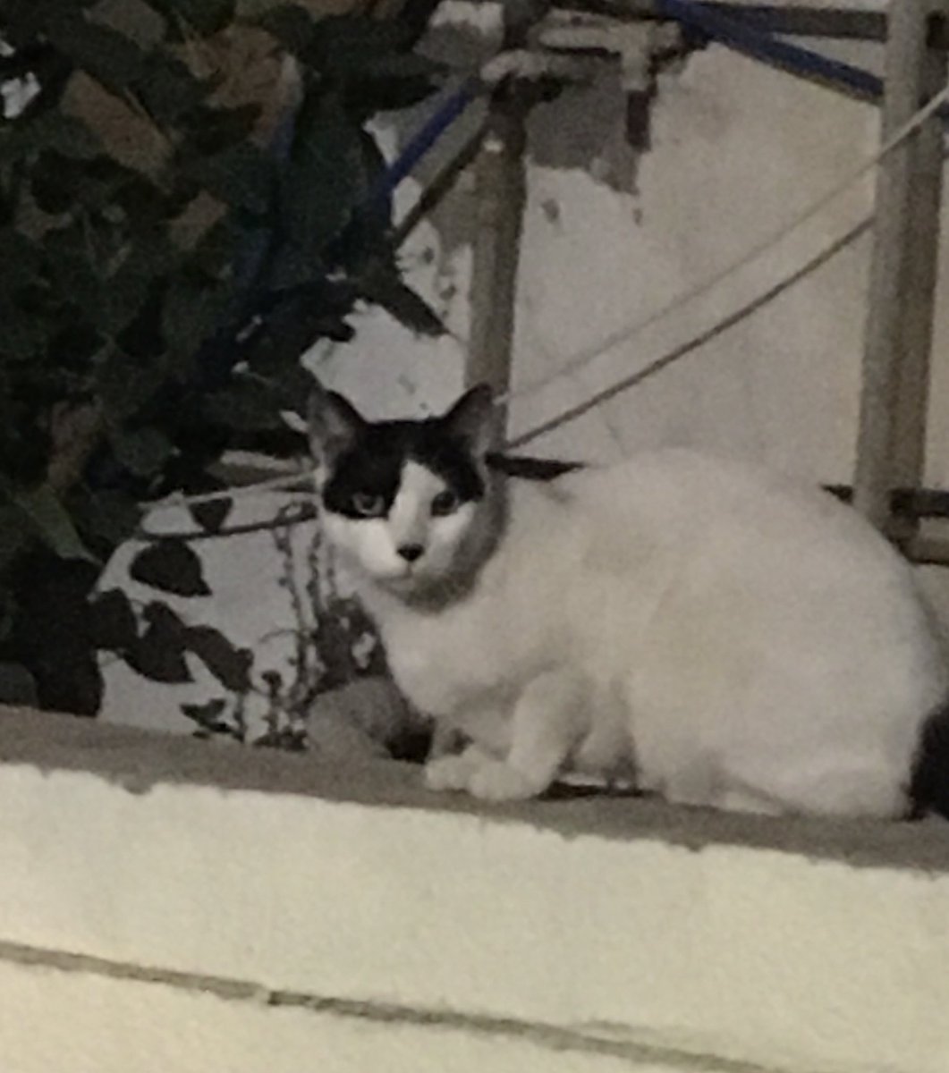 BreederJoe84's tweet photo. Máme v Izraeli na ubytování i domácího mazlíčka.. tenhle kocourek to tu asi nemá snadný. 🐱 #reinkarnace https://t.co/MJbgD3yomE