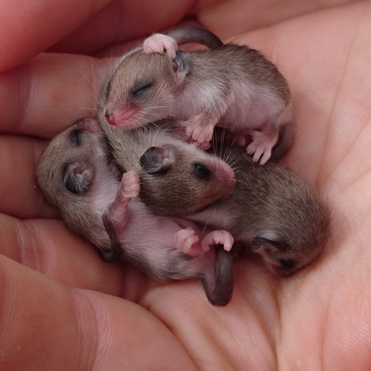 TeganDouglas's tweet photo. A snuggle of baby Western #pygmypossums! Can't wait to find some more at @BirdlifeOz #EyreBirdObservatory this week! #WildOz #notabird #birdlyf #anotherdayinWA https://t.co/IKHR9Zfzej