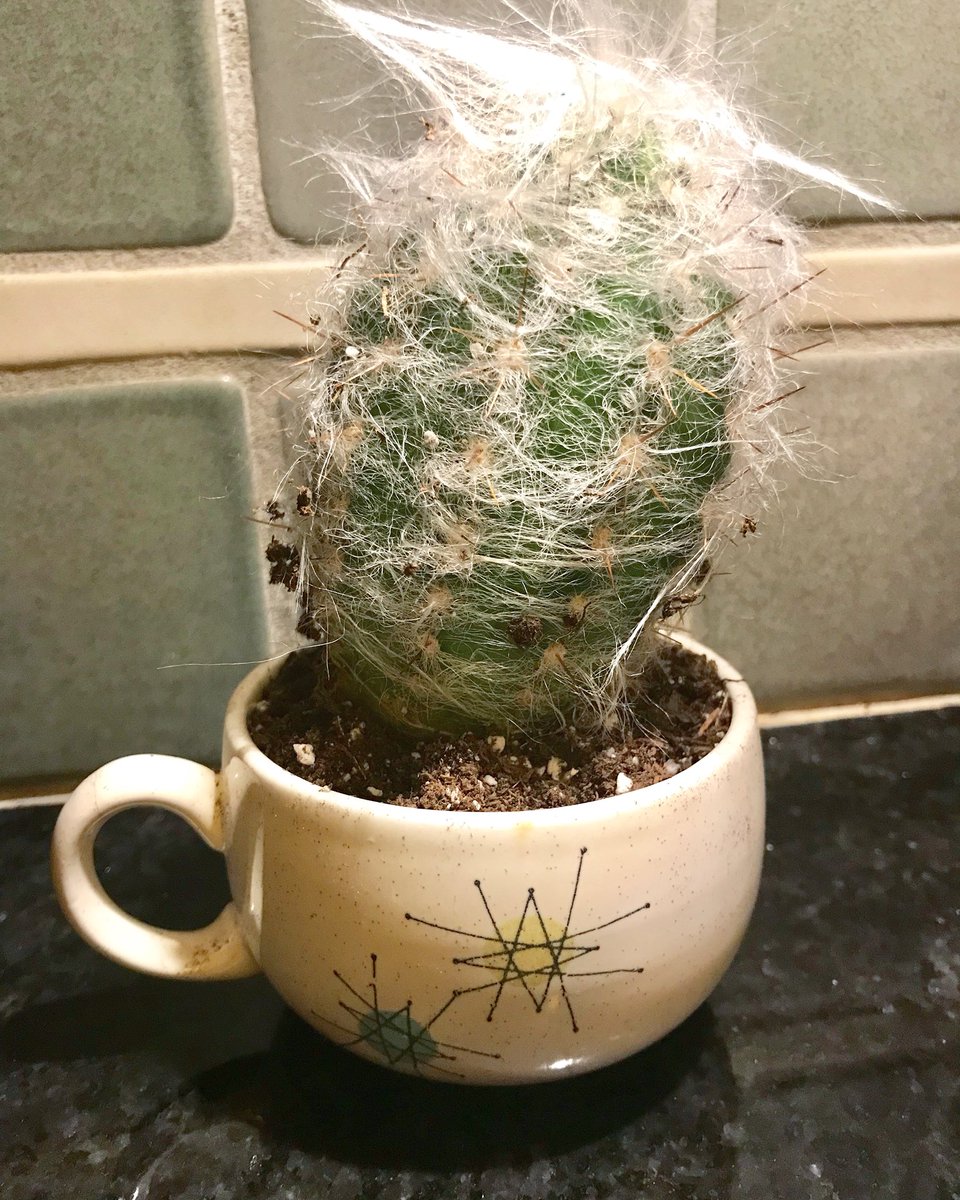 hungrystylist's tweet photo. Re-potted this happy little cactus in a retro piece of chipped pottery that needed a new purpose. 🌵 ☕️ ♻️ https://t.co/SYGSboLbIo