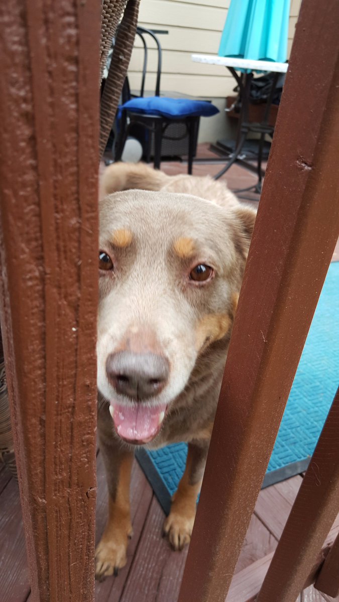 SAFairyTails's tweet photo. Sloan playing peek-a-boo.  We love to play with the puppies #LetsPlay #dogwalking #petsitting https://t.co/sudHDRmeNs