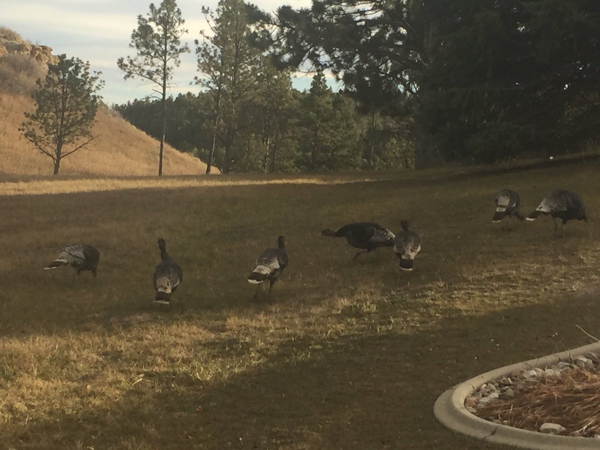 MikePowersKOTA's tweet photo. Saw ten turkeys on my way to work on Thanksgiving. Even more beautiful in person than on dinner plate. https://t.co/CmYbiWEFrq