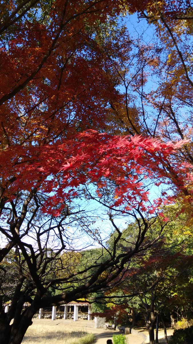 kayopanda77's tweet photo. 真っ赤だな🎵シャルロットはどんぐりに夢中。 https://t.co/Y9Moi3qa0b
