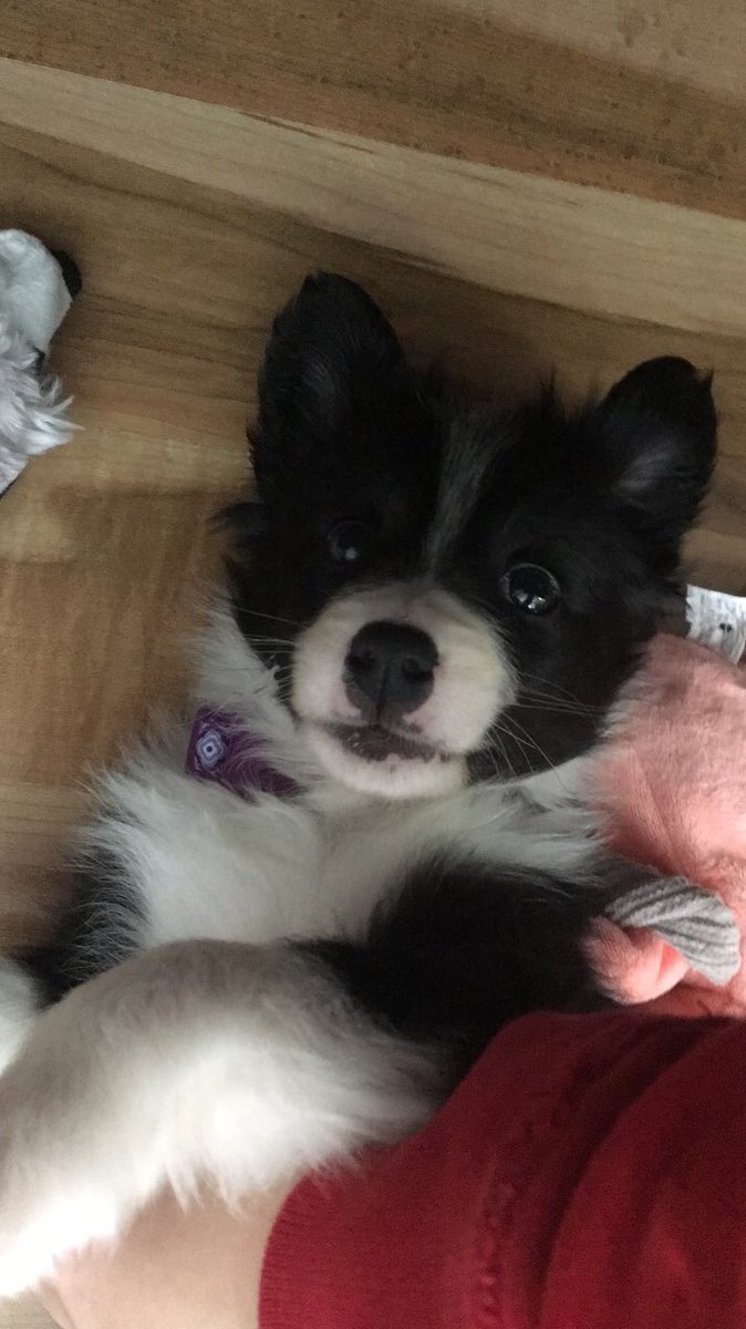 How do we deserve such beautiful things? 🖤 #meltmyheart #thatsmile