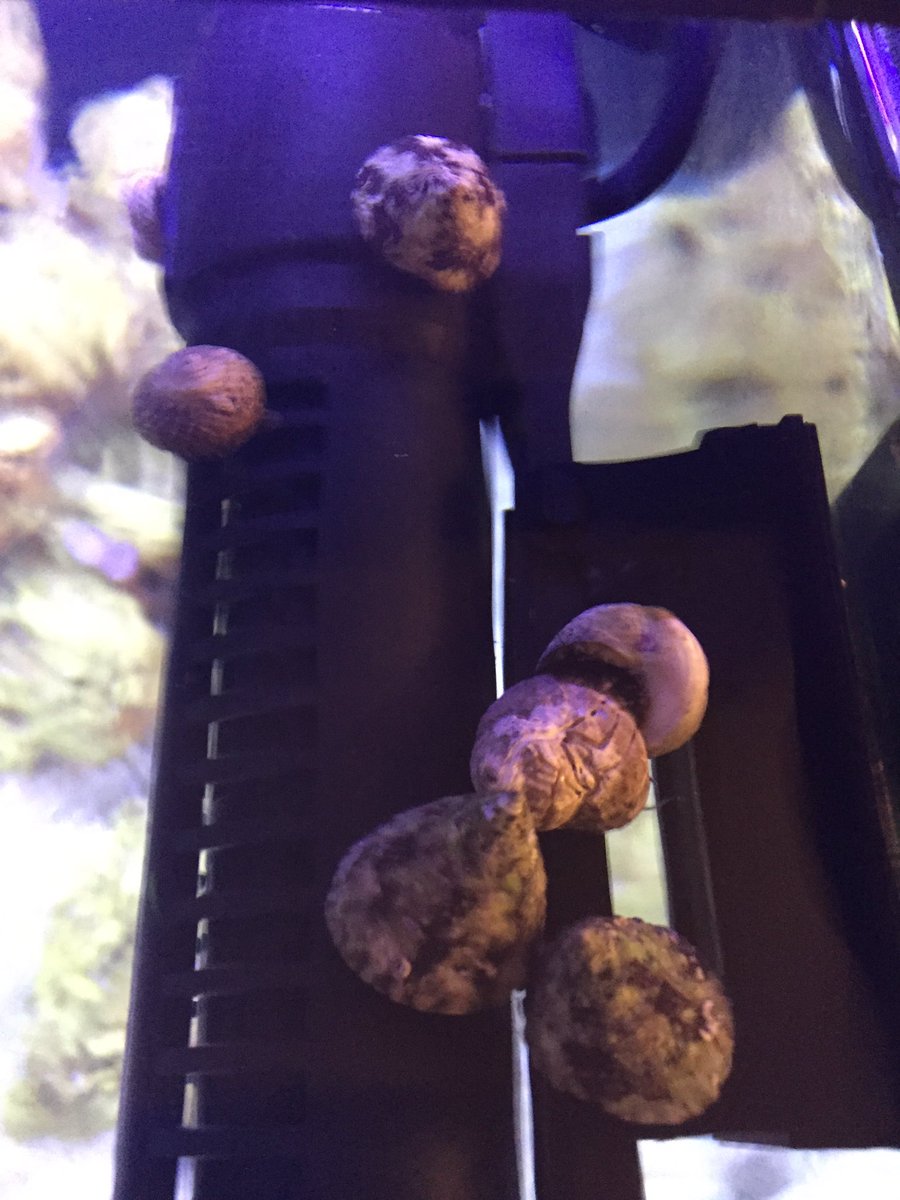 NewtonAquarium's tweet photo. Adding some new snails in today. Now get after that algae! #snailclub #trochus #cleanupcrew https://t.co/J5AT9dIPjO