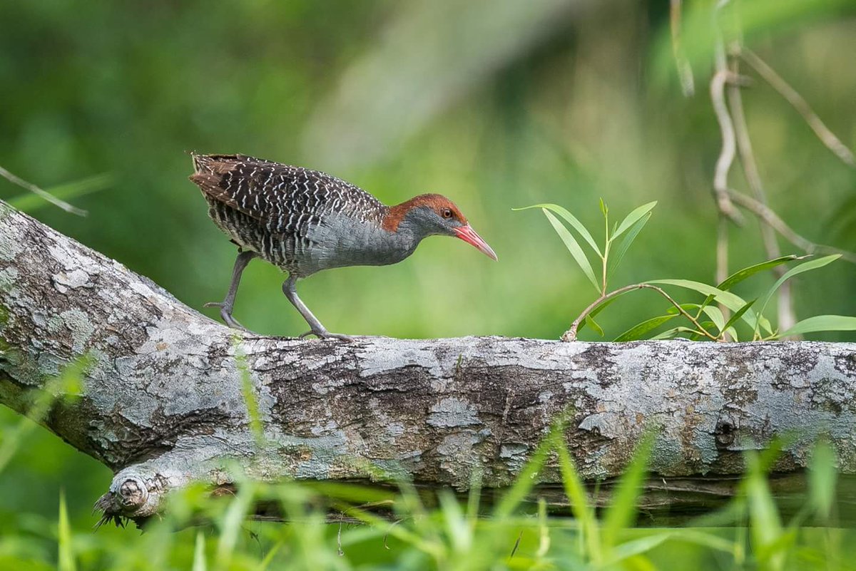 BP_Chua's tweet image. Slaty-breasted Rail
#crake #bird #nature #wildlife #animal #Bidadari #singapore #jungle #forest #nikon