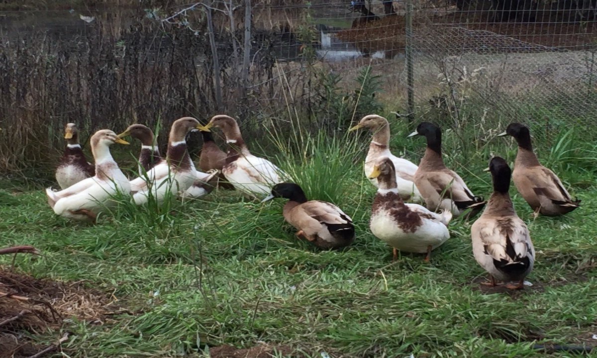 SamadhiTankCo's tweet photo. I spent a little longer this morning watching the ducks eating and digging in the pasture we have planted and set up for them. It made my heart sing to see them expressing their duckness and realizing we had played a part in giving them that.https://t.co/8Na3gOK5sx https://t.co/r5xbEPMiOK