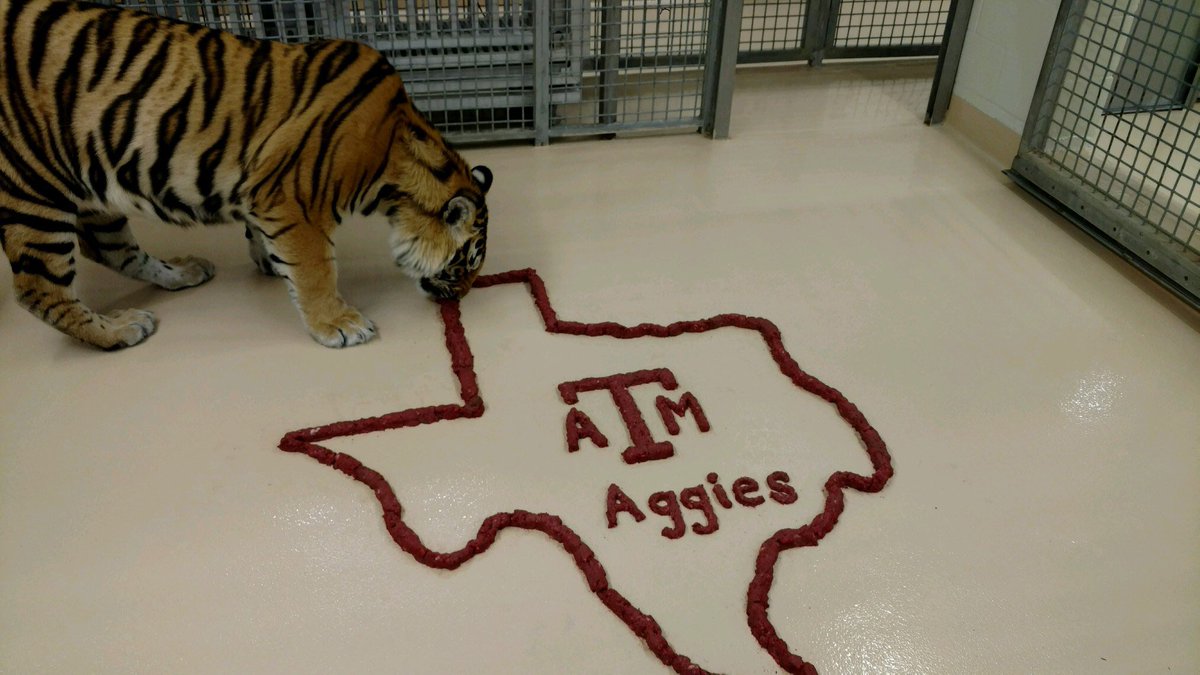 MikeTheTiger's tweet photo. How many Tigers does it take to demolish an Aggie logo? https://t.co/KSRXmTtAM7