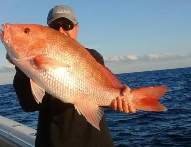 TCPalm's tweet photo. Red snapper mini-season returns in December #TCfishing https://t.co/1pFjHQRa9c https://t.co/QwWoc46ABf