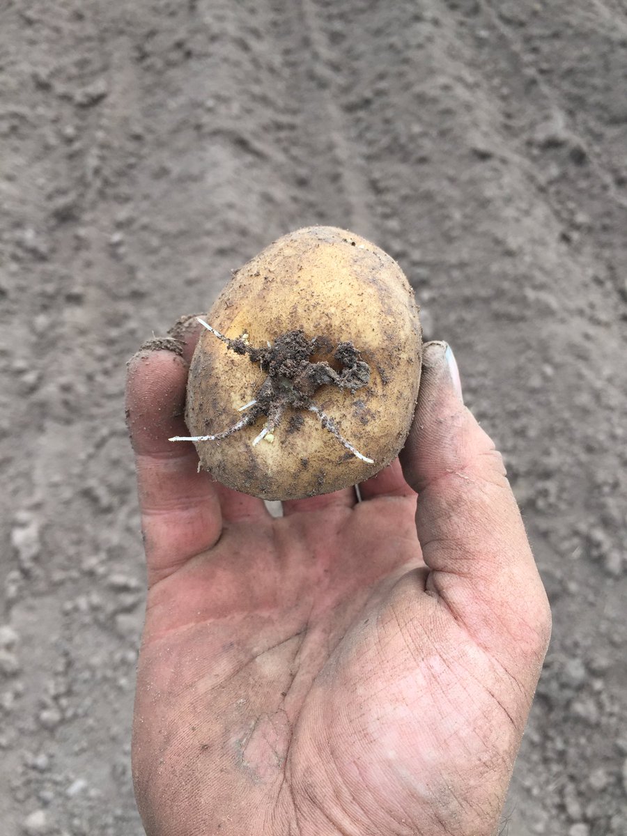dan_potatoes's tweet image. 24hrs and 48hrs after planting these potatoes are already well and truly on the way. #soilset #compostaid @Alltech