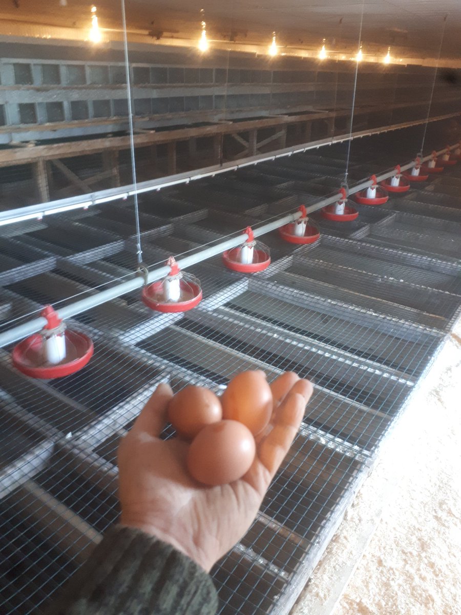 nathandennis81's tweet photo. First 3 eggs laid at Long Range Poultry Farm!! https://t.co/doUqQqPqxI