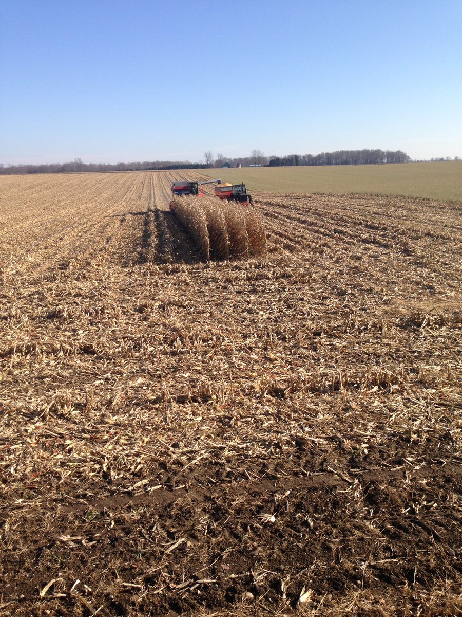 baigentfarm's tweet photo. Last four rows of #corn17 https://t.co/A6l4kkop08