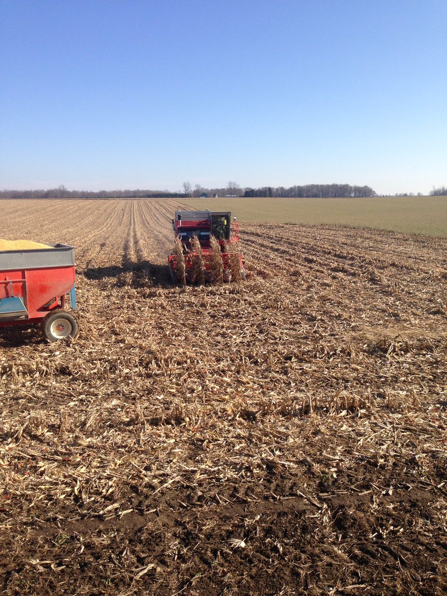 baigentfarm's tweet photo. Last four rows of #corn17 https://t.co/A6l4kkop08