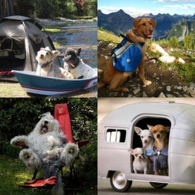 FloydsRVs's tweet photo. #campfiremovement #floydsrvspetpicsoftheday https://t.co/DLu3hHURfF