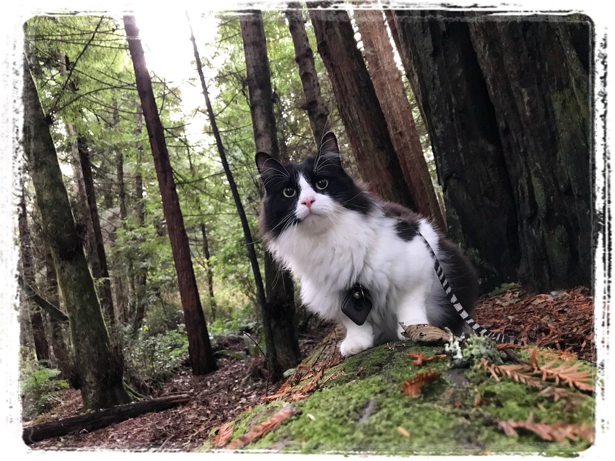 mavericktux's tweet photo. Trinidad 🌲🐈🌲 #acatslife #leashtrained #forestwalk #forest #rvkitty #vancat #adventurecat #explorationcat #trinidad #california #roadtrip #mygreatcat #catsoftwitter #tileapp https://t.co/TxW13zcrLI