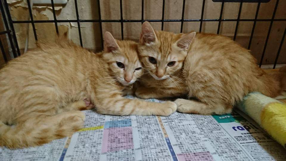 S8kQK3Ghd1D2eax's tweet photo. 札幌白石区)
猫といつまでも子猫
里親様募集❗
茶トラの可愛い約４ヶ月の
子猫兄弟、只今里親様を募集しております

皆様どうか家族の一員に
��えてくださいませんか？

連絡先)011-846-0414
代表三浦まで。(朝８時〜夜９時まで) https://t.co/95ekIdEUPD