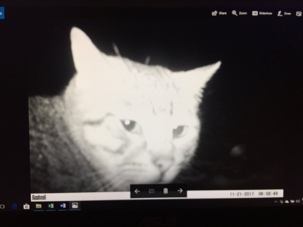 Tingo_89's tweet photo. The outdoor #cat came by again. It was around -10 to -15 that night.  Doesn’t look like it was ready for it’s close up. 

#wildlifecameras #backyardcats #keepcatsinside https://t.co/NCtOz8pU6P