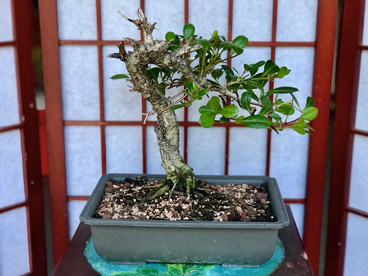 wikibonsai's tweet image. #Buttonwood #Bonsai #APROX #10YEARS OLD #LOT OF #Deadwood #1 #1/2"TRUNK 4"ROOTS - goo.gl/YzHXQj  #12TRUNK #4ROOTS #Juniper #JuniperusBrevifolia #JuniperusPhoenicea