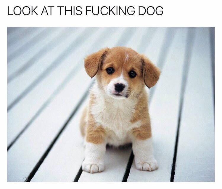 littl3kitten's tweet photo. Awwww (can cuss! No daddy π)
#doggy #ddlg #daddydom #littlespace #littlesub #singlelittle https://t.co/fhATpninp9