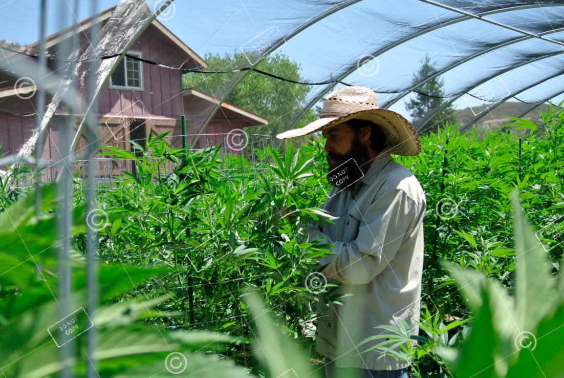 shutterbudmedia's tweet photo. Cool cannabis stock images for you-#ShutterBud #ShutterBudMedia #Cannabis #CannabisStockPhotos #CannabisImages #CannabisPictures https://t.co/RrJlADmYKg