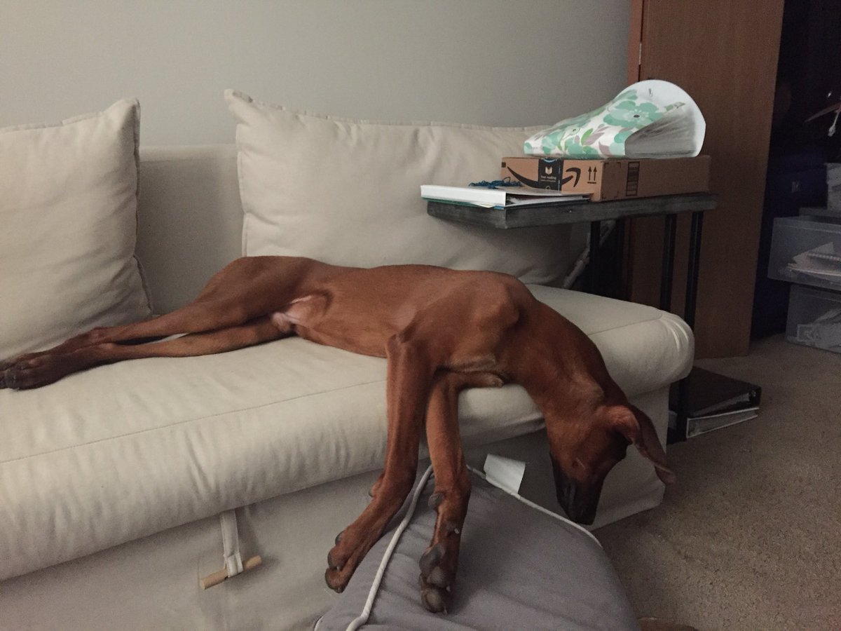 BragoDoggo's tweet photo. I got all of my Christmas shopping done last night. I don’t actually know what Christmas is, but sleep now. https://t.co/A7W2AxBtLo