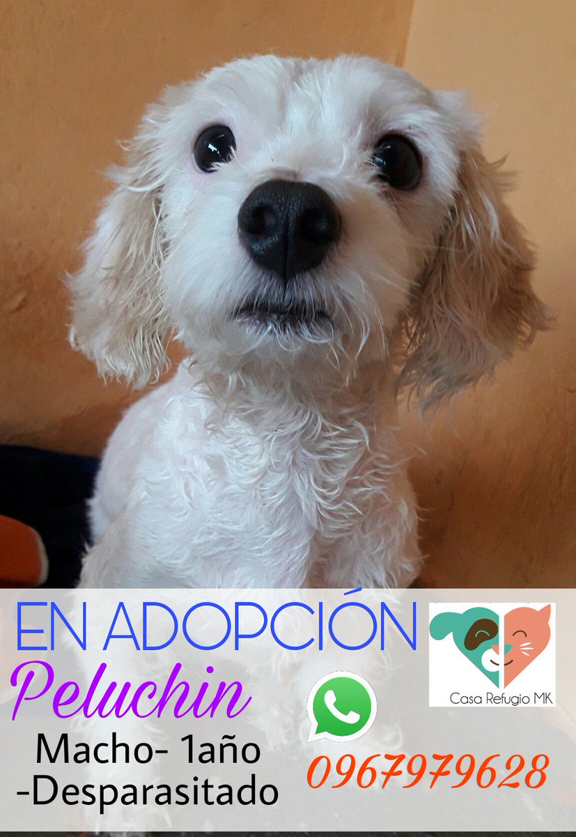 CRefugiomk's tweet photo. Buscamos un hogar para Peluchin que le tenga mucha paciencia! 
#Requistos 
Copia de cédula 
Planilla de servicios básicos 
Se llenará un formulario de adopción 
Se hará seguimiento. https://t.co/42USGOAWKj
