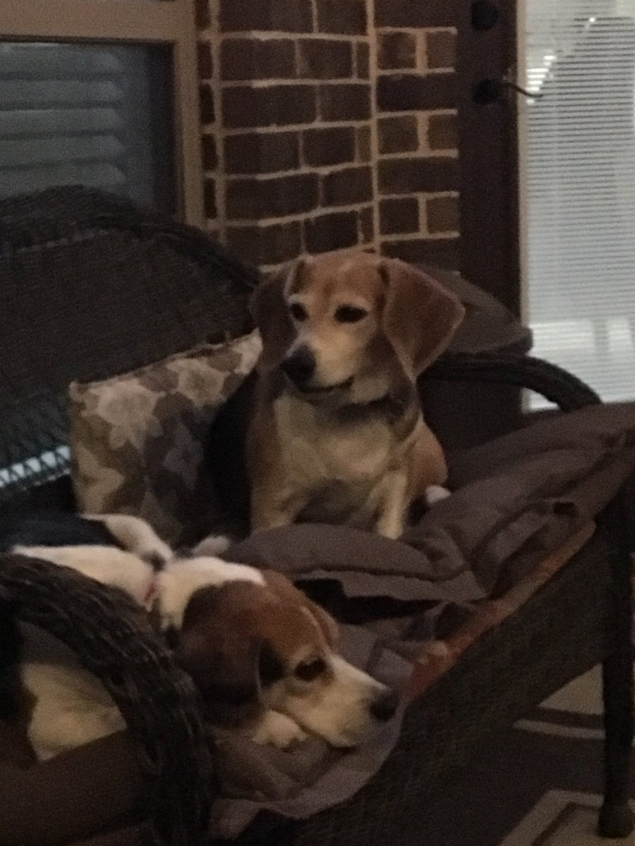 texas_beagles's tweet photo. Mom is so mean..... making us mind our manners. #BeagleLifeIsHard https://t.co/FJwwd1b5rW