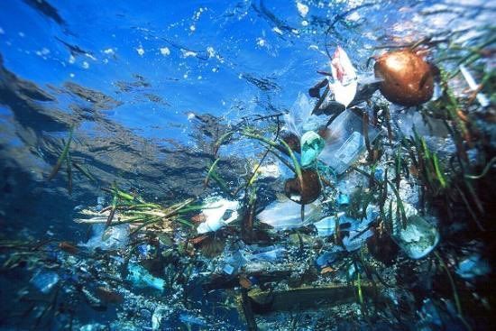 Ecogranjero's tweet photo. 85% de la vida vegetal del planeta se encuentra en los océanos
Y nosotros vamos y llenamos de basura los mares.... https://t.co/yponHLcig8