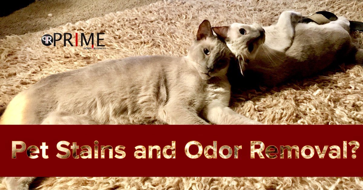 1cleaningSol's tweet photo. When your pet decides to go on the carpet over the yard or litter box. Count on our Cleaning Solutions to effectively clean and remove Pet Stains and Odor. 
15% OFF Today! Call Us 901.774.6342 https://t.co/79a5BuysVB