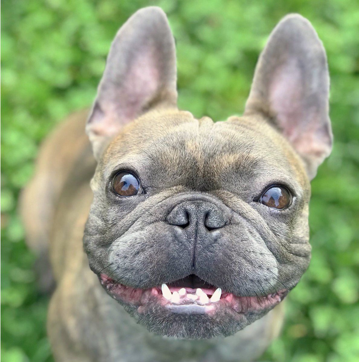 Everyoneluvsmav's tweet photo. TGIF!!! #frenchbulldog #frenchie #smile #happy #optoutside #photography #dogs #puppy #cute #adorable #tgif #love #bulldog #PicOfTheDay https://t.co/cp2DINZPp5