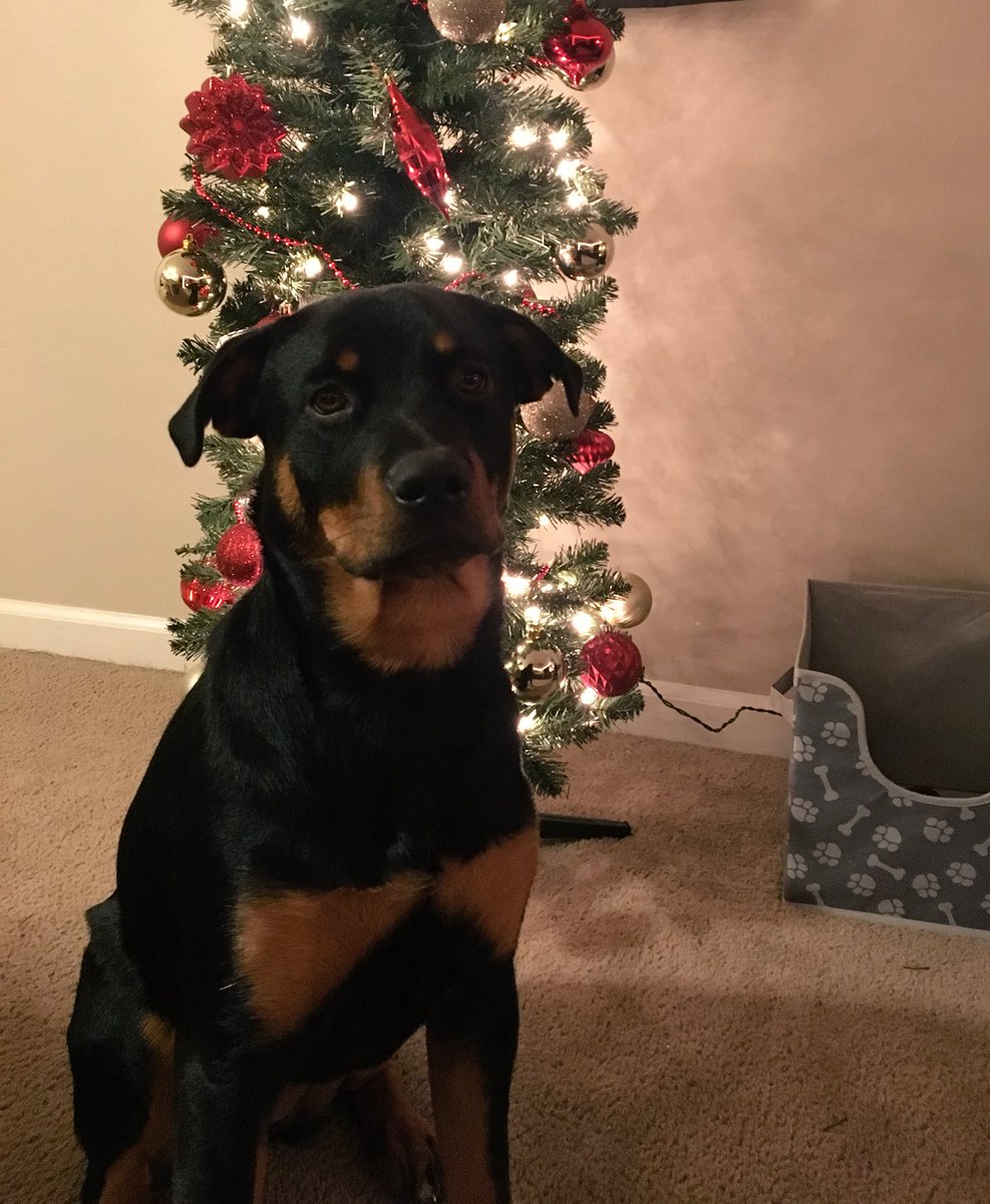 malia_deshae's tweet photo. Might have cried happy tears decorating tonight, because it’s finally the best time of the year 😭❤️🎁🎄 #MerryChristmas #firsttree #LilosfirstChristmas https://t.co/4xo5efFsBF