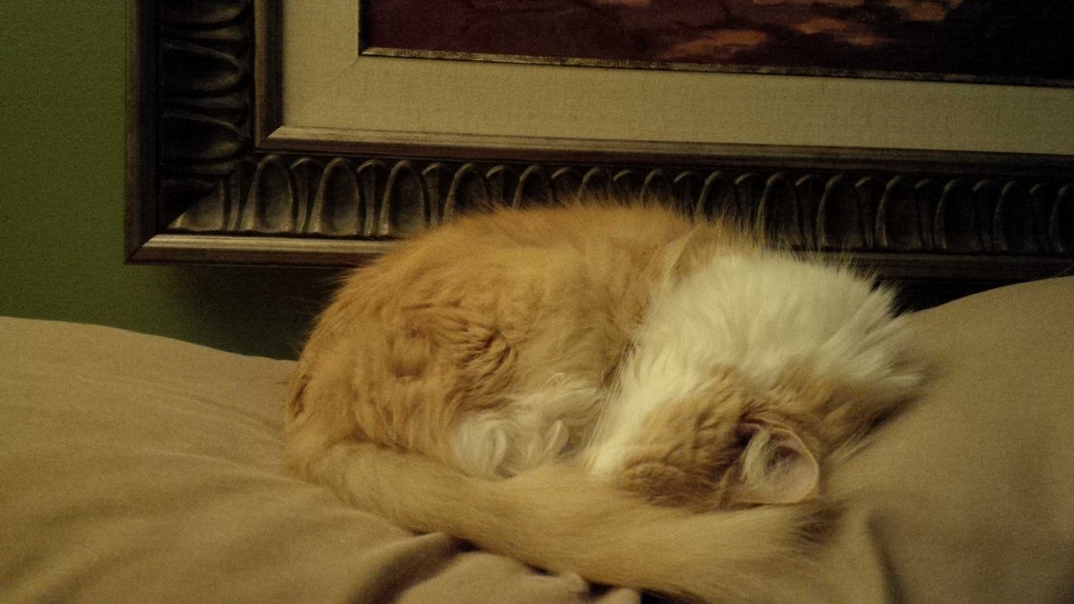 SkiMask006's tweet photo. She's in there somewhere. 
#fuzzykitty #banzai https://t.co/Mnj71Jmgnu