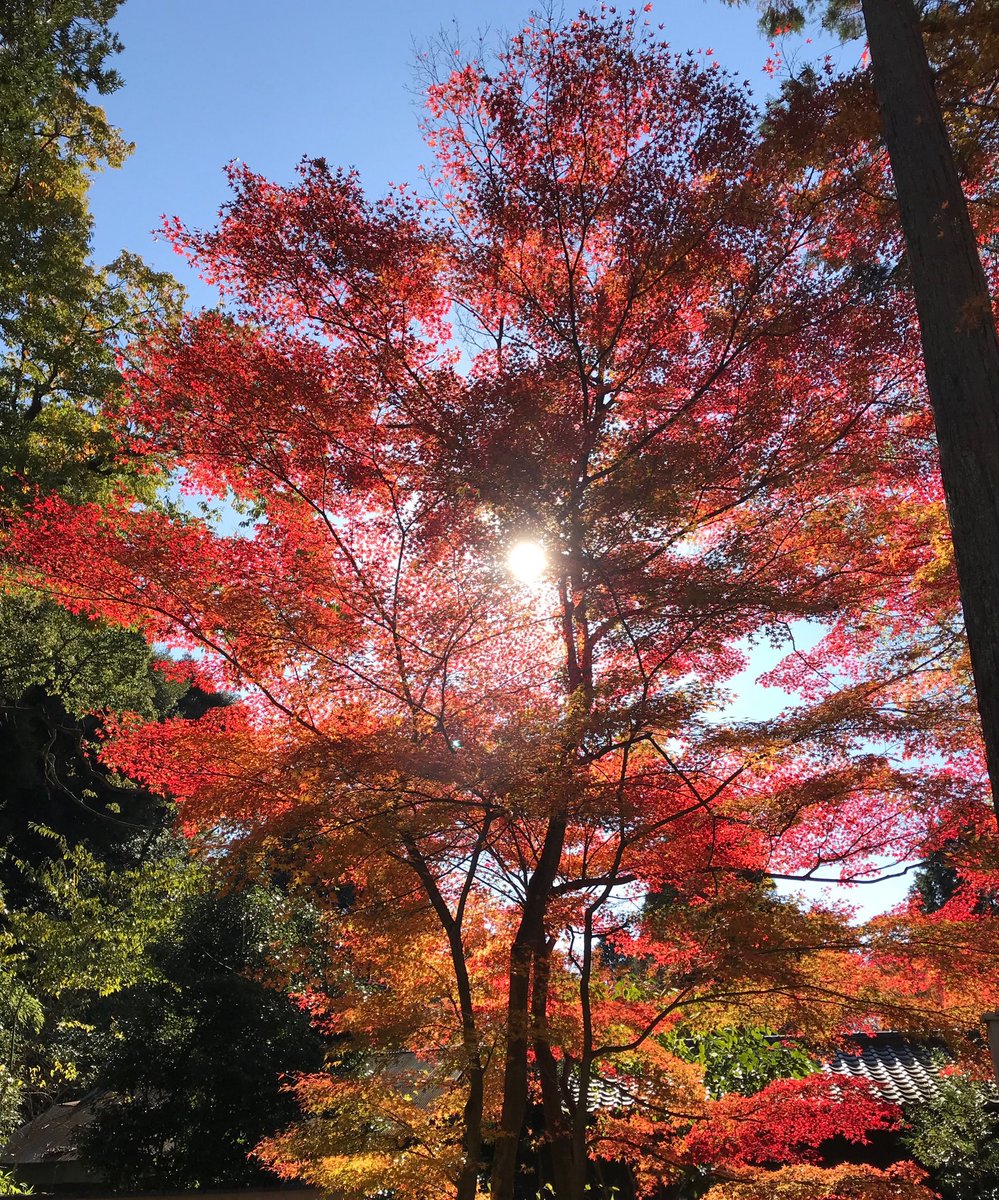 紅葉の時期も後半