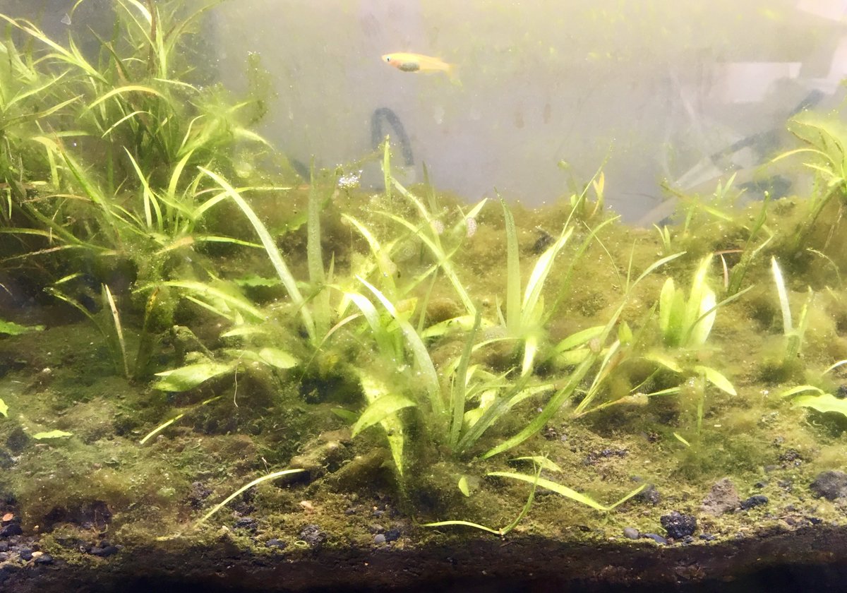 実録 平和なメダカ水槽ができるまで 第2部