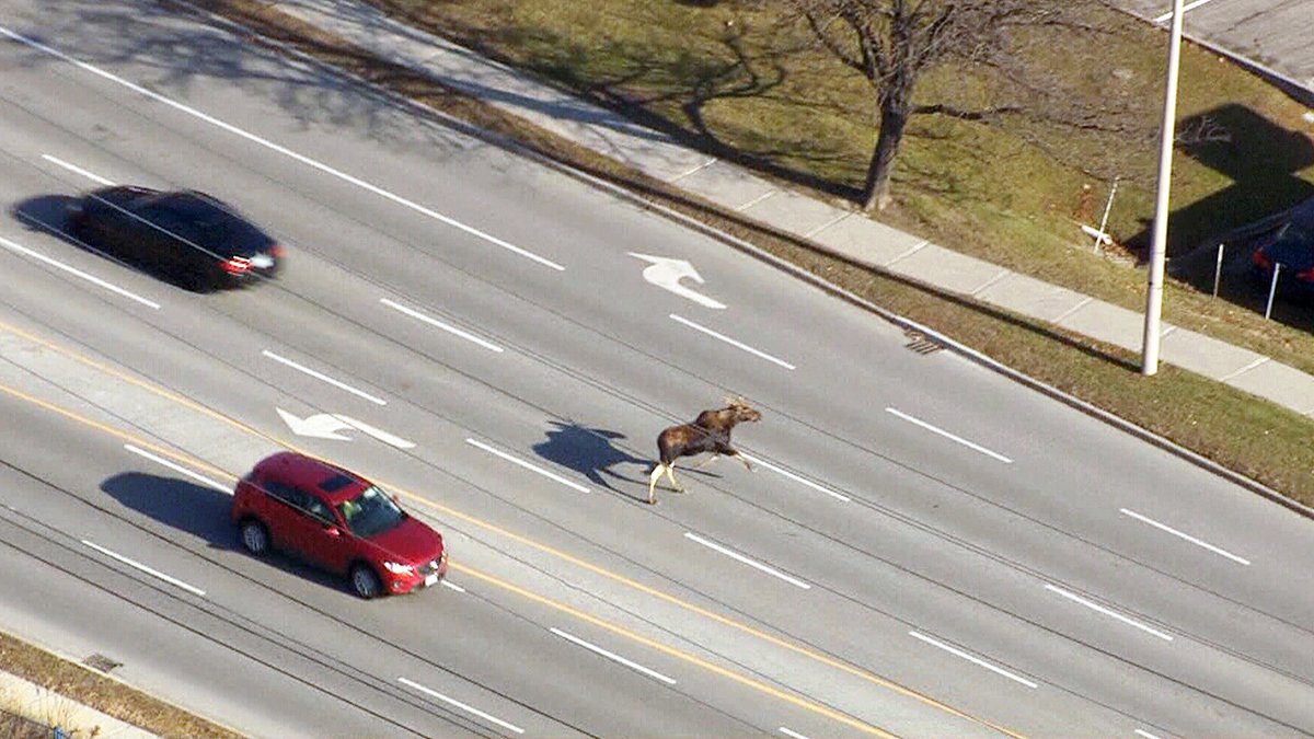 WatchCTVNews's tweet photo. #ICYMI: A #MooseontheLoose led authorities on a wild jaunt through neighbourhoods north of Toronto: https://t.co/nwWzF4eEyX https://t.co/FHaQTwQNTj