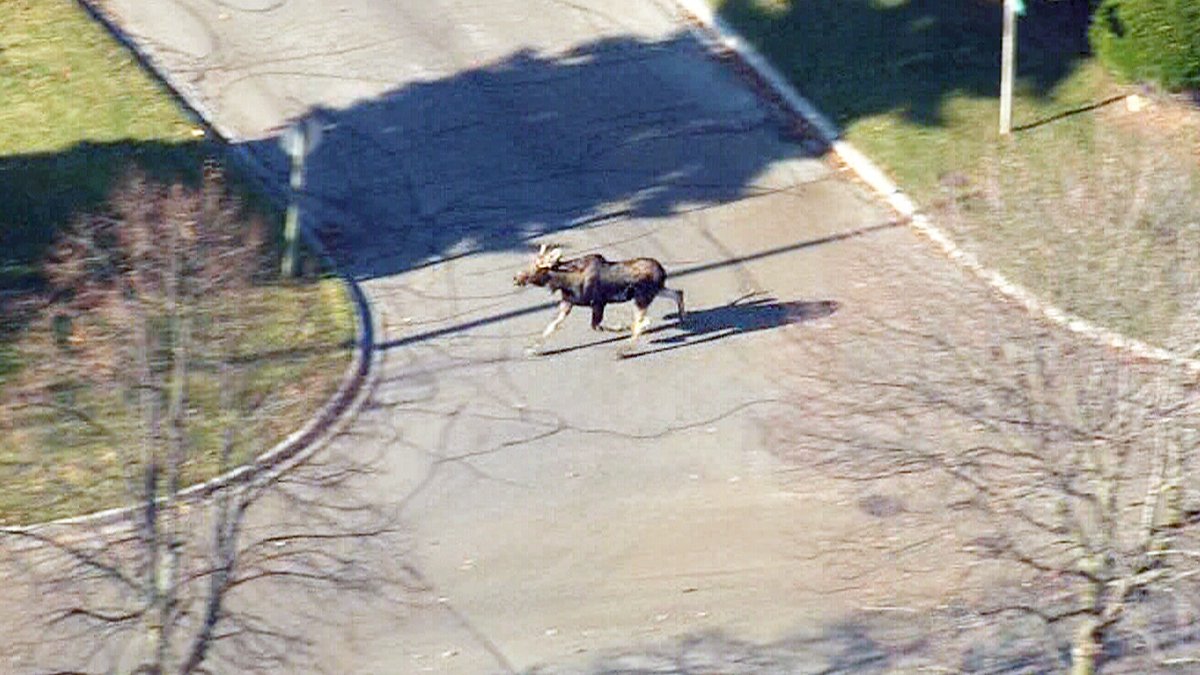 WatchCTVNews's tweet photo. #ICYMI: A #MooseontheLoose led authorities on a wild jaunt through neighbourhoods north of Toronto: https://t.co/nwWzF4eEyX https://t.co/FHaQTwQNTj