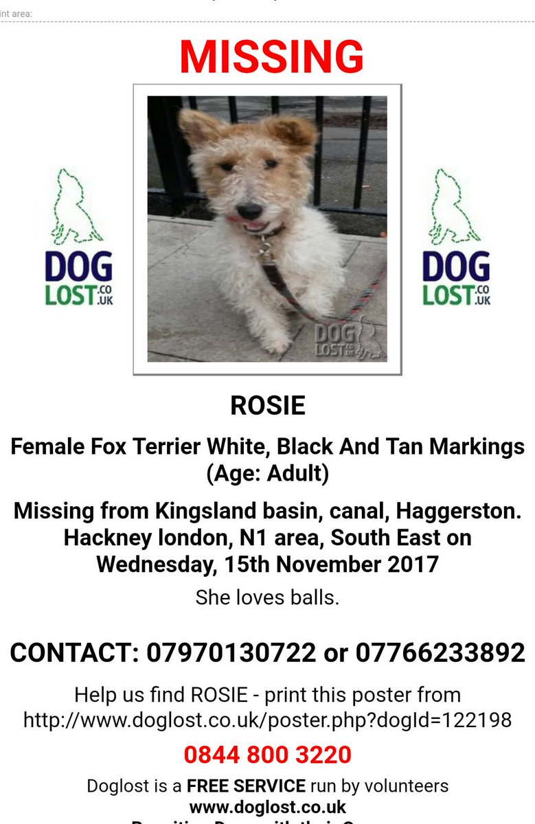 Pls RT #DogLost  ROSIE #wft #FoxTerrier #FindRosie  #haggerston #kingslandbasin @DoglostUK