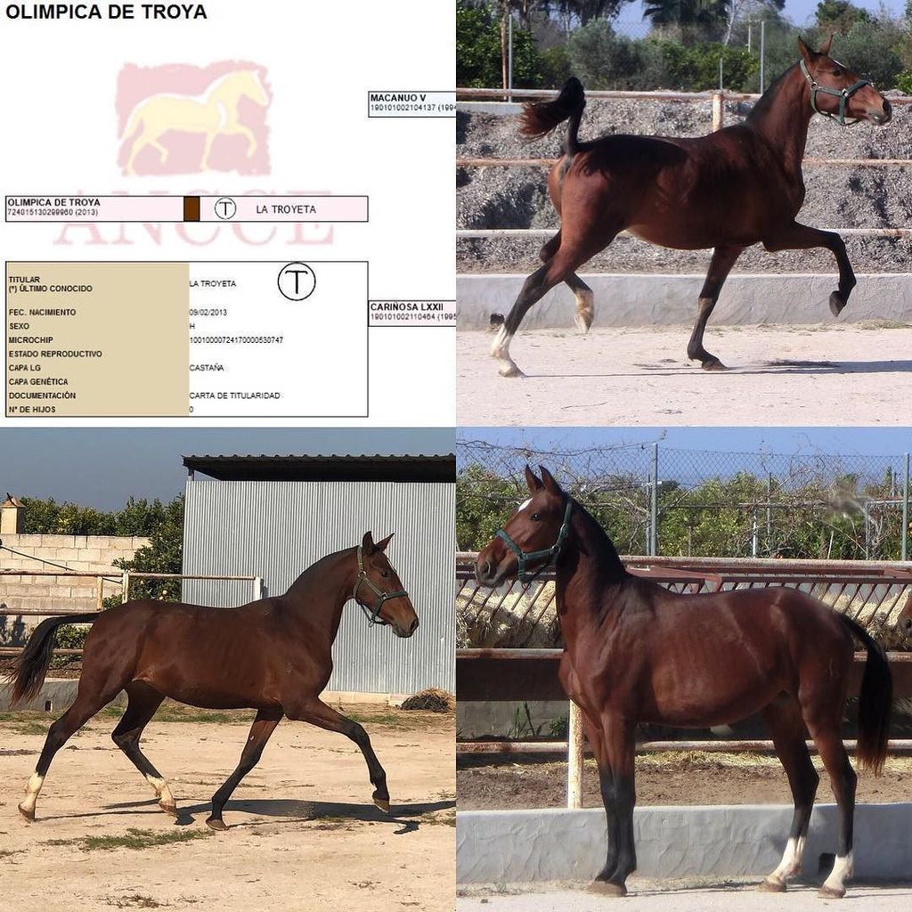 latroyeta's tweet photo. OLÍMPICA DE TROYA yegua de Pura Raza Española nacida en 2013, incluida en el lote puesto a la venta por Yeguada La Troyeta. Más información en el teléfono (+34) 629505656 (Pedro). #PRE #purarazaespañola #yeguadalatroyeta #yegua #sicab #precval #spanishho… https://t.co/3jEGXbRO4n https://t.co/lhuAUz4yXz