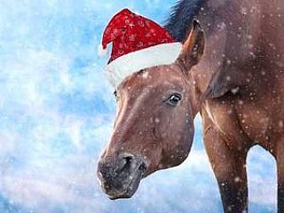 Equestrian_Anja's tweet photo. #hestevogn #hestehov #hestelivet #hestejente #hesterandcook #hesterbest #hesteliv #hestercombegardens #heste #hesteething #manshesterunited #hestesport #hestehale #hesterstreetfair #hestelykke #hestercombe #hestercreek #hesterulrich #hestesko #heşteg #hestenmin #hestepige #heştek https://t.co/5yQQs6xYxd