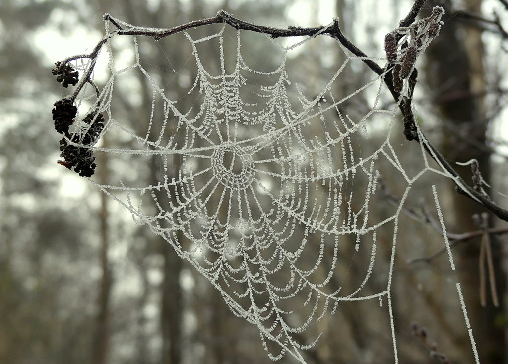 jptb2017's tweet photo. Frost kissed web, available as blank greetings card.
https://t.co/EfgNto6BJn
#frost #winter #nature #justpushthebutton https://t.co/aptqgGbbHl