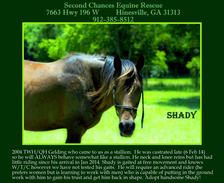 AnimalWorldUSA's tweet photo. #Georgia Week spotlite- Second Chances Equine Rescue-You Can Help the Horses! Founded by former #AirForce #Military #Veteran, #Hinesville #Savannah #GA #Burros #Equine #Volunteer #Adopt # #Adopt #Horses #Atlanta #ATL
#GAWeek for the Animals Nov 25-Dec 3!
https://t.co/bKKonHpjev https://t.co/uycSYhI1rQ