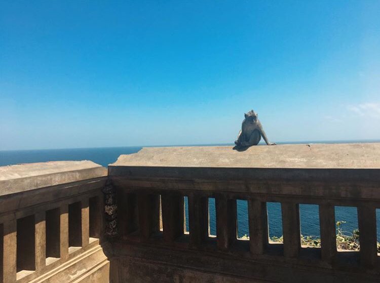 SLVglobal's tweet photo. Baliโs next top model ๐
Thanks to #SLVeteran Rosie for this gorgeous snap from her time on the #SLVBali Mental Health placement ๐ท๐ฎ๐ฉ #monkeymodel #seenoevilhearnoevilspeaknoevil ๐๐๐ #saturdayfun https://t.co/e7xdWRmTaI