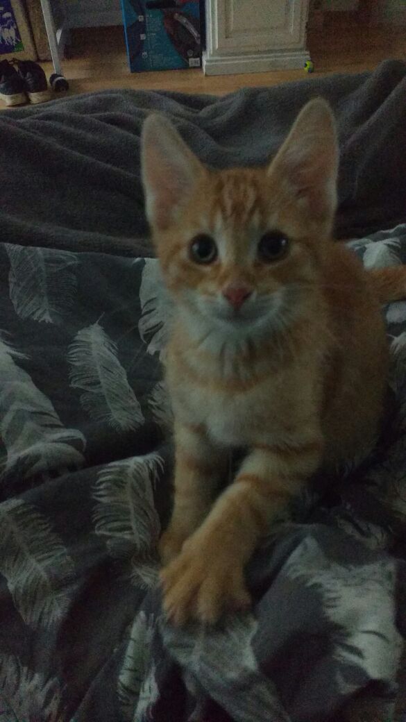 Good morning friends. I got a little lion looking like me! And of course like <a href="/DwarvenLion/">Fili</a> <a href="/RoyalHeirFili/">Fíli</a>