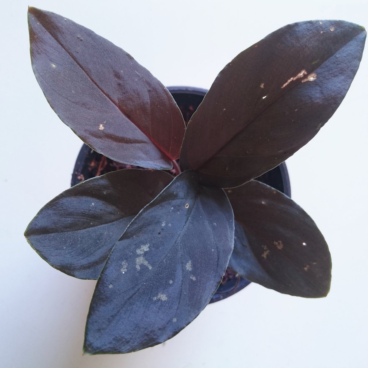 Homalomena sp black leaf