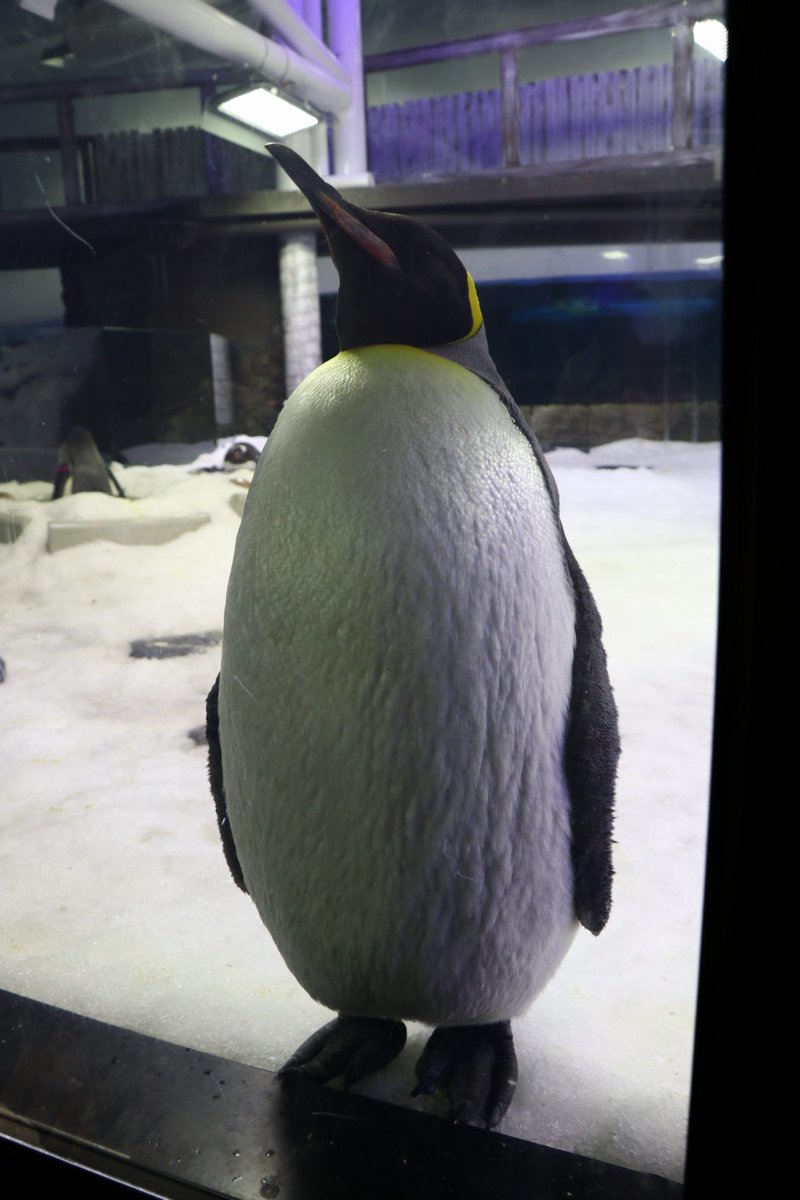 黒い彗星 Twitter પર 昨日は水族館と動物園へ 動物園ではカンガルーやコアラ カモノハシなどオーストラリアの固有種がたくさん展示されていました 日本の動物園とは違い 柵が低いところもあり クリアに撮影できたり カンガルーにタッチできたりしました コアラ