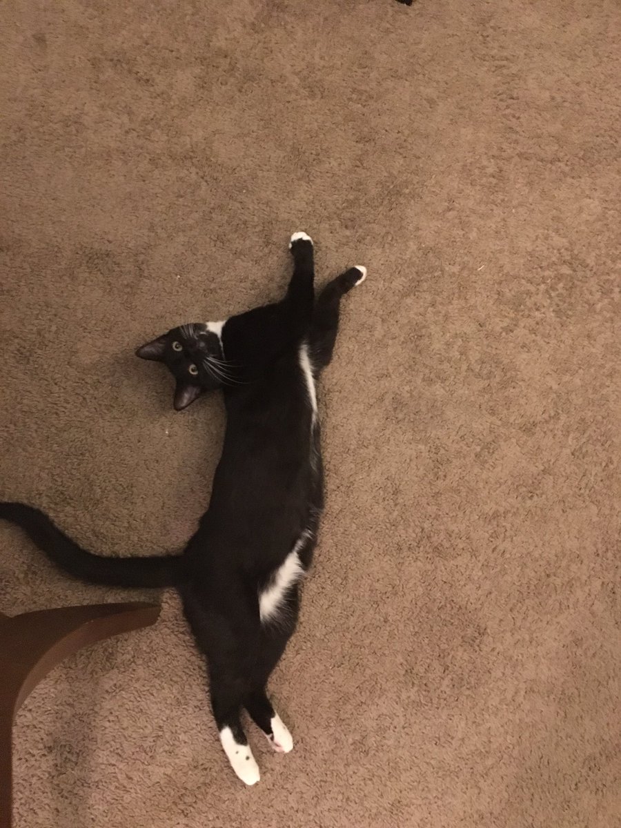 kendalljoyce17's tweet photo. Pete's rehearsing for his upcoming role in "spaghetti noodle on carpet". https://t.co/6tGNxaNme3