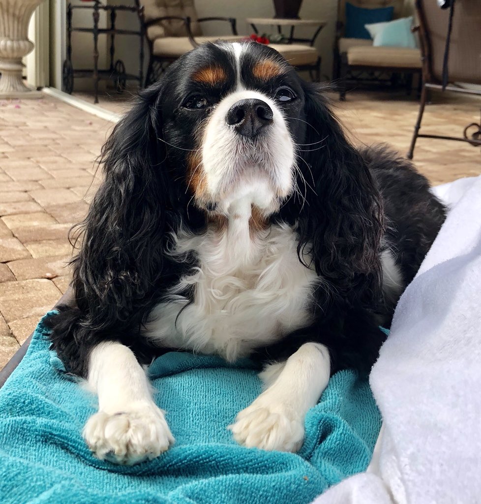 SpaghettiSchna1's tweet photo. @0011_faye Right here. I was just taking a long deserved break. Napping by the pool. https://t.co/9BM4ecENb7