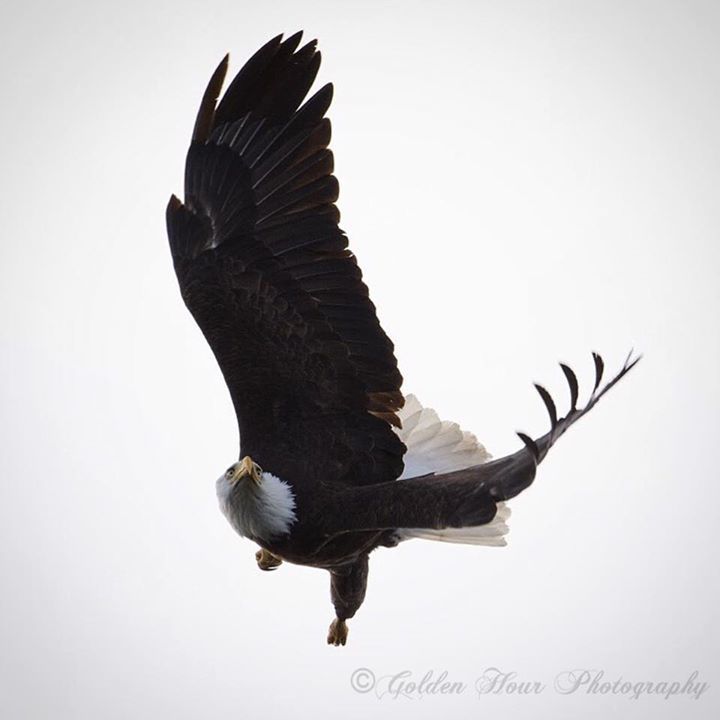 GoldenHourPics's tweet photo. Action shot! 🦅 .
.
.
#yyj #westcoast #naturephotography #nature #naturepics #photography #goldenhour #bc #westcoastbestcoast #pictures #art #natureart #VancouverIsland #wildlife #wildlifephotography #naturegeography #sharecangeo #sharecanada #parkscanada #baldeagle #discov… https://t.co/hIhokmo0uY