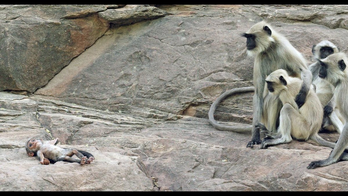 kimkomando's tweet photo. This is remarkable! Watch how real monkeys grieve over a #robotmonkey. They really thought it was one of them https://t.co/67KouTJljT https://t.co/ed1xjXTr1p