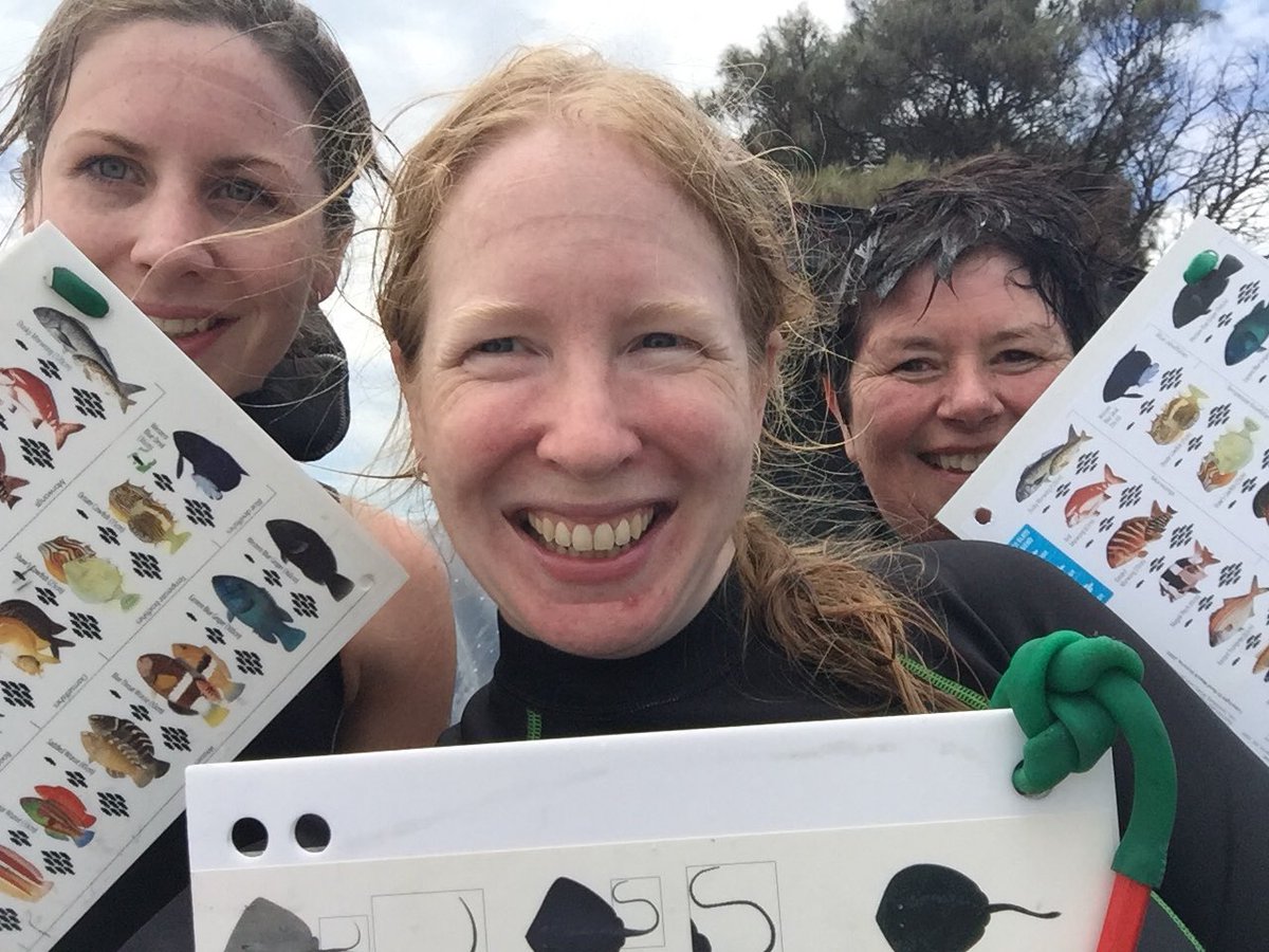 Kate_Biscuit's tweet photo. Another successful Fish Count dive - plus heap more seahorses, a flat worm, a sea cucumber, a polychaete (aphroditid?). Good times! #fishcount https://t.co/S8wjDthZHc