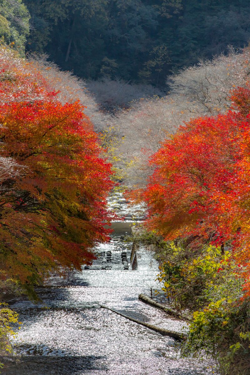 Y Kako 可憐な四季桜と紅葉が 小原の山里を埋め尽くす光景は圧巻でした 小原は親戚がいて子供の頃から良く遊びに来てた地 久々に四季桜の素晴らしさに触れました 17 11 25 小原四季桜まつり 川見四季桜の里 小原 四季桜 川見四季桜 紅葉 四季桜 Y Kako 可憐な四季桜と紅葉が 小原の山里を埋め尽くす光景は圧巻でした 小原は親戚がいて子供の頃から良く遊びに来てた地 久々に四季桜の素晴らしさに触れました 17 11 25 小原四季桜まつり 川見四季桜の里 小原 四季桜 川見四季桜 紅葉 四季桜